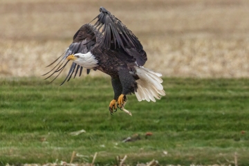 Eagle-11.8.25-9961