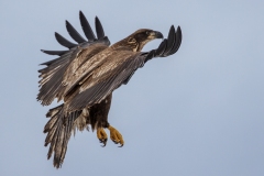 Eagle-12.6.25-2872