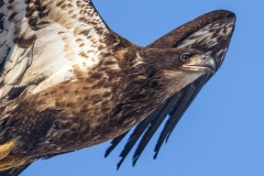 Eagle-2.14.26-0117.2
