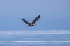 Eagle-2.14.26-0246-scaled