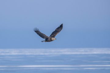 Eagle-2.14.26-0246-scaled