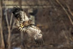 Eagle-2.21.26-9977-scaled