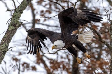 Eagle-3.1.26-1708-scaled