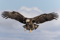 Eagle-3.28.24-9728-12x18