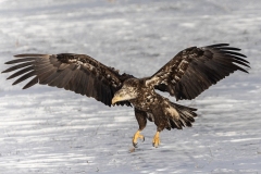 Eagle-3.28.24-9746