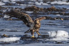Eagle-3.28.26-1056-scaled