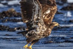 Eagle-3.28.26-1293-scaled