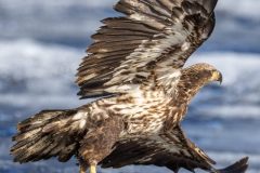 Eagle-3.28.26-1463-scaled