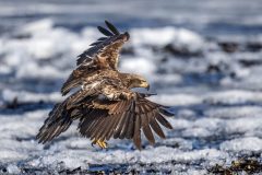 Eagle-3.28.26-1480-scaled