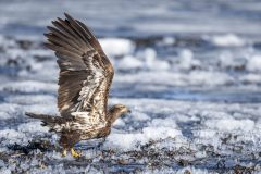 Eagle-3.28.26-1492-scaled