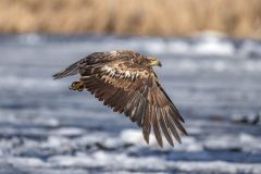 Eagle-3.28.26-1505-scaled