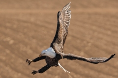 Eagle-3.8.24-4841