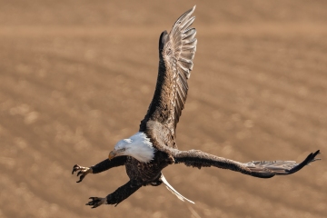 Eagle-3.8.24-4841