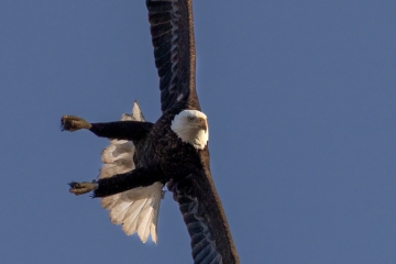 Eagle-4.22.25-3674