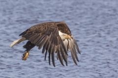 Eagle-5.3.24-9515
