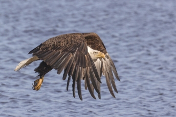 Eagle-5.3.24-9515