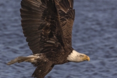 Eagle-5.3.24-9517