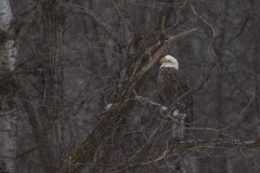Eagle-Snow-1.17.26-9012-scaled