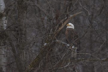 Eagle-Snow-1.17.26-9012-scaled