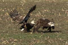 Eagles-10.19.25-5715