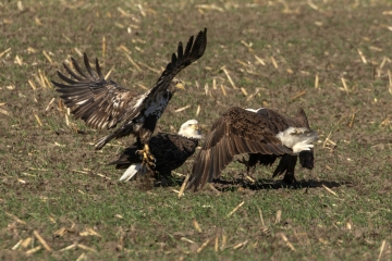 Eagles-10.19.25-5715