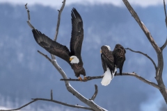 Eagles-12.6.25-0312