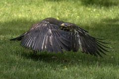 Eaglet-6.29.25-3759