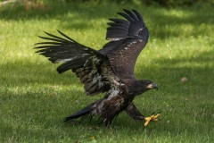 Eaglet-6.29.25-3763