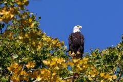 Hope-Eagle-9.2.24-3206