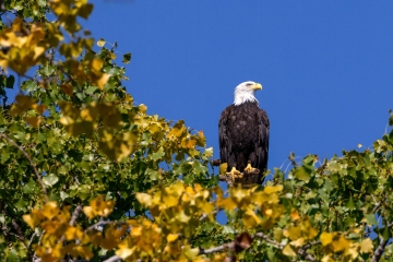 Hope-Eagle-9.2.24-3206