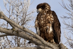 Juvenile-Eagle-12.21.24-9335@2x