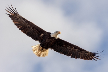 Male-Eagle-4.3.25-6993