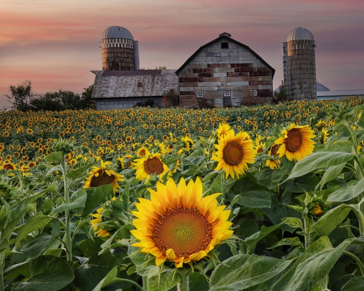 Barn-Sunflower-7.28.23-4200