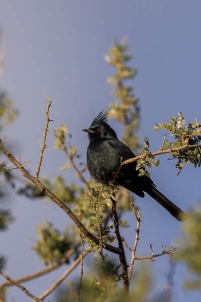 Black-Cardinal-12.6.24-7845