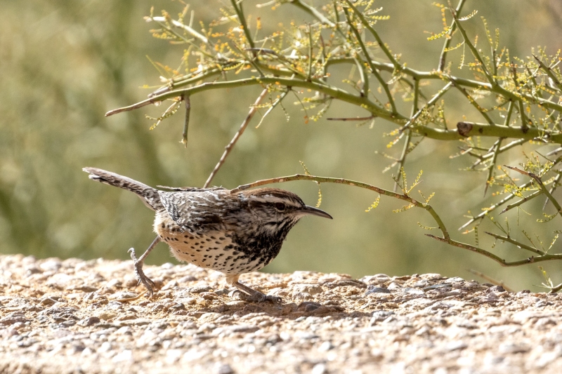 Cactus-Wren-12.6.24-7934