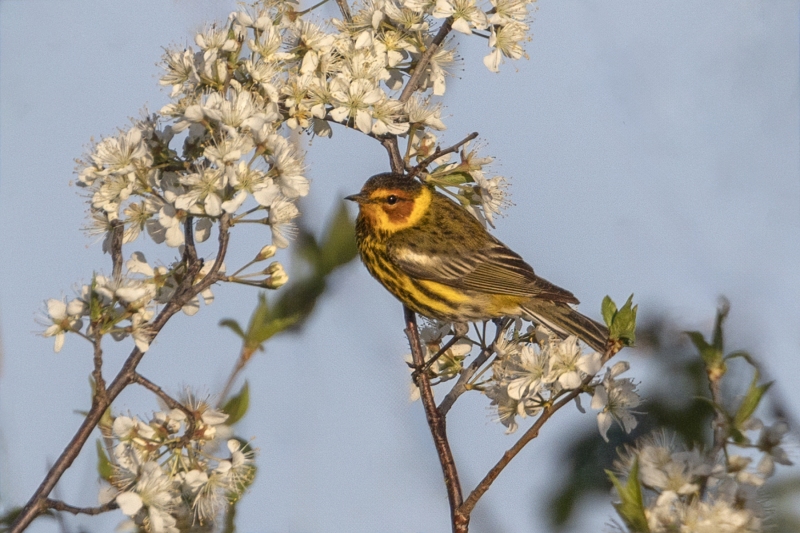 Cape-May-Warbler-5.5.24-0926@2x