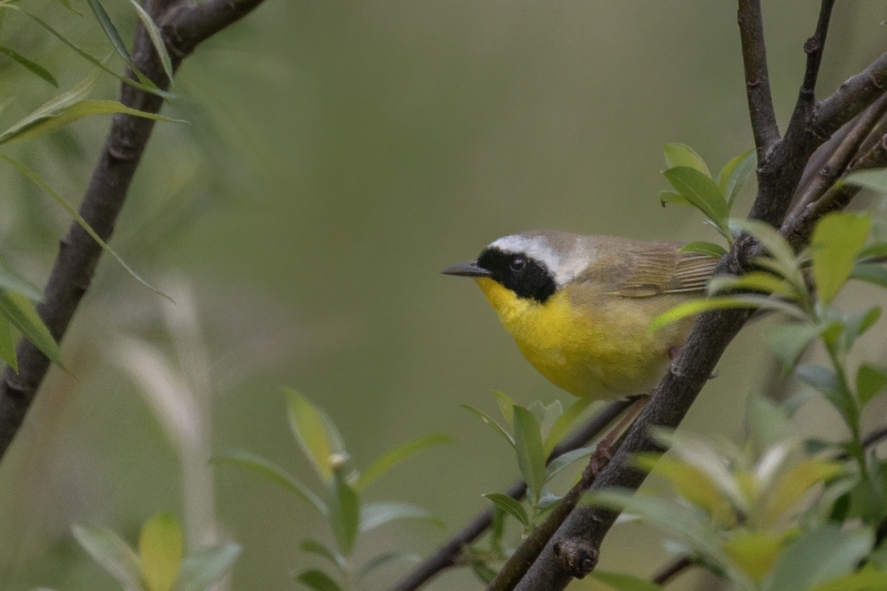 Common-Yellowthroat-5.18.25-7516