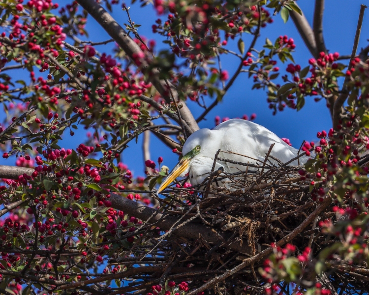 Egret-5.19.23-5635