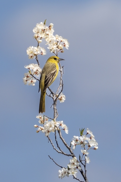 Female-Baltimore-Oriole-5.5.24-0340.tif