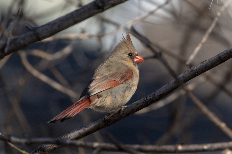 Female-Cardinal-4.12.25-0144