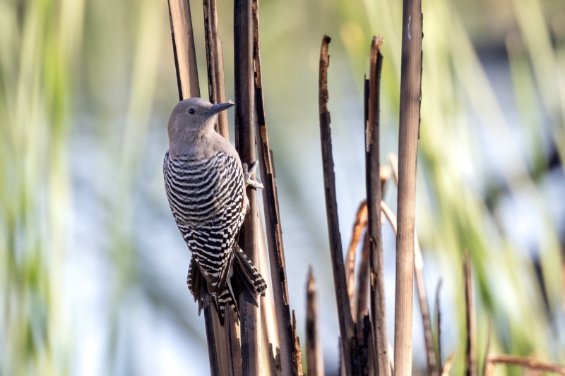 Gila-Woodpecker-12.5.24-7507