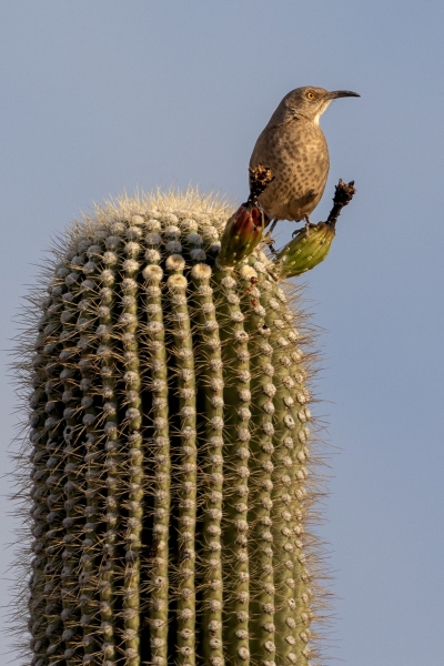 Gray-Thrasher-12.6.24-7790