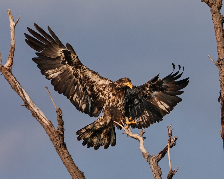 Juvenile-Eagle-7.21.23-3572