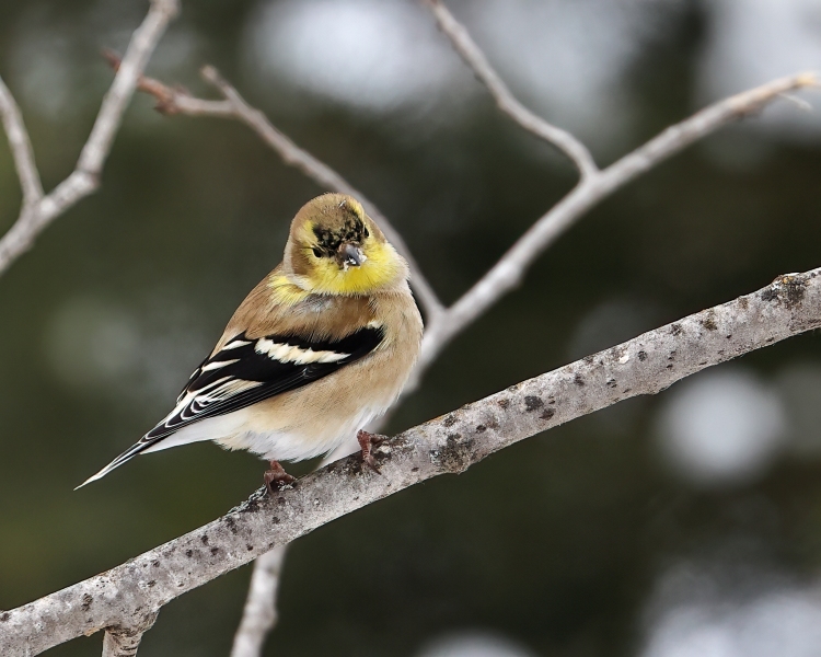 Molting-American-Goldfinch-12.30.22-1752