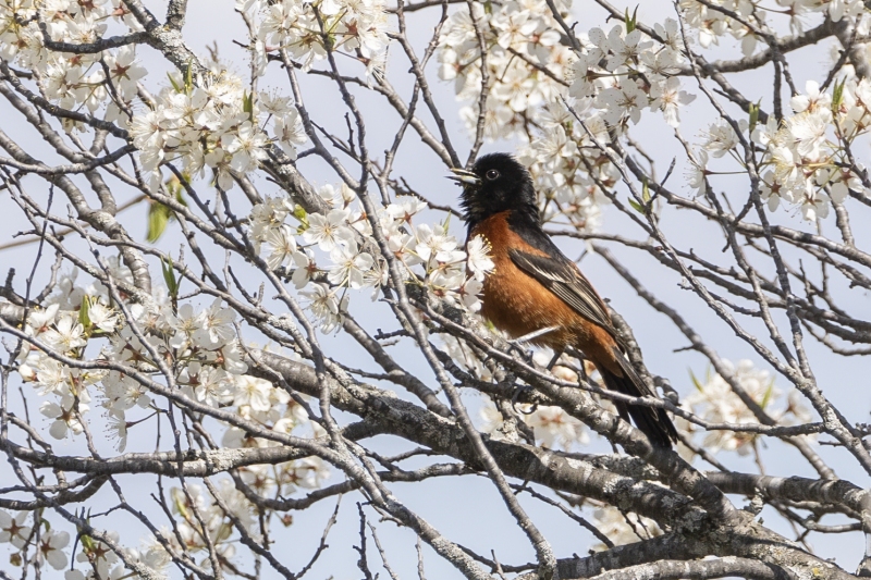 Orchard-Oriole-5.5.24-0477