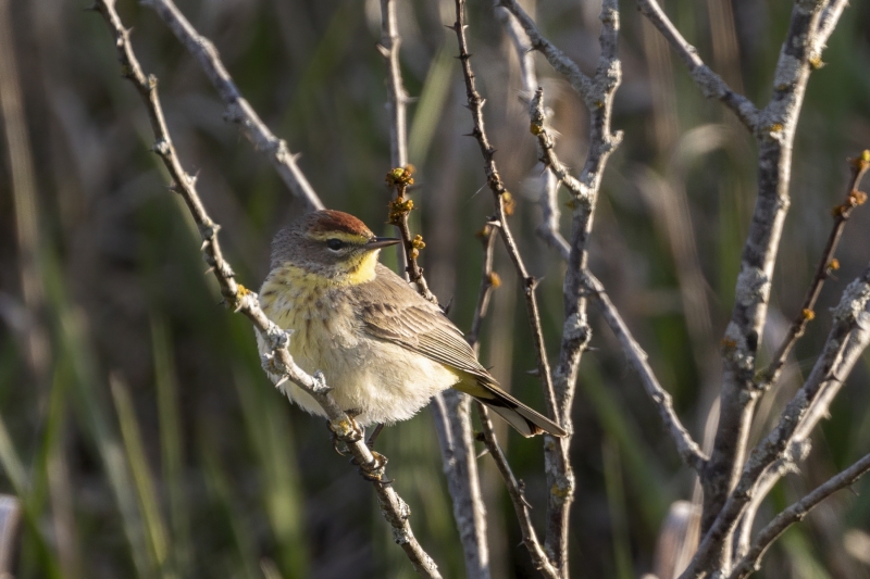 Palm-Warbler-5.4.24-9810