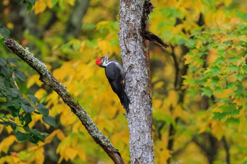 Pileated-Woodpecker-9.30.23-3264