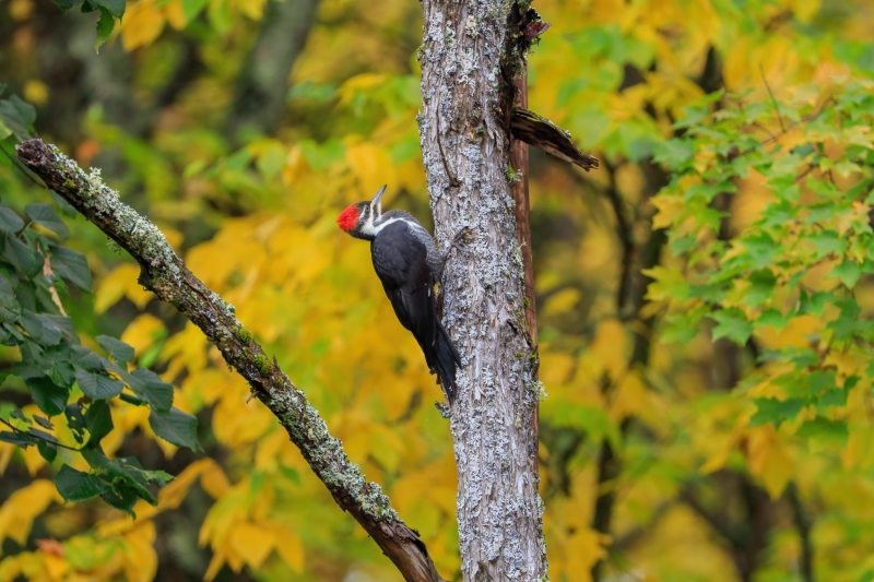 Pileated-Woodpecker-9.30.23-3264