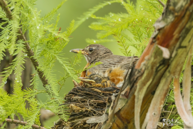 Robin-and-babies