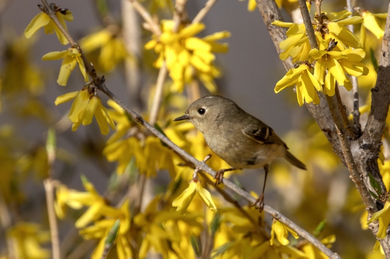 Ruby-Crowned-Kinglet-4.26.25-4361